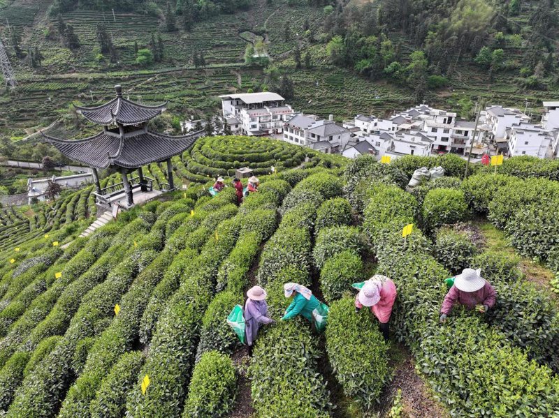 黄山的秋天,层林尽染,美不胜收。在这个季节里,不妨远离城市的喧嚣,到黄山脚下的农家乐体验一番地道徽州风情。